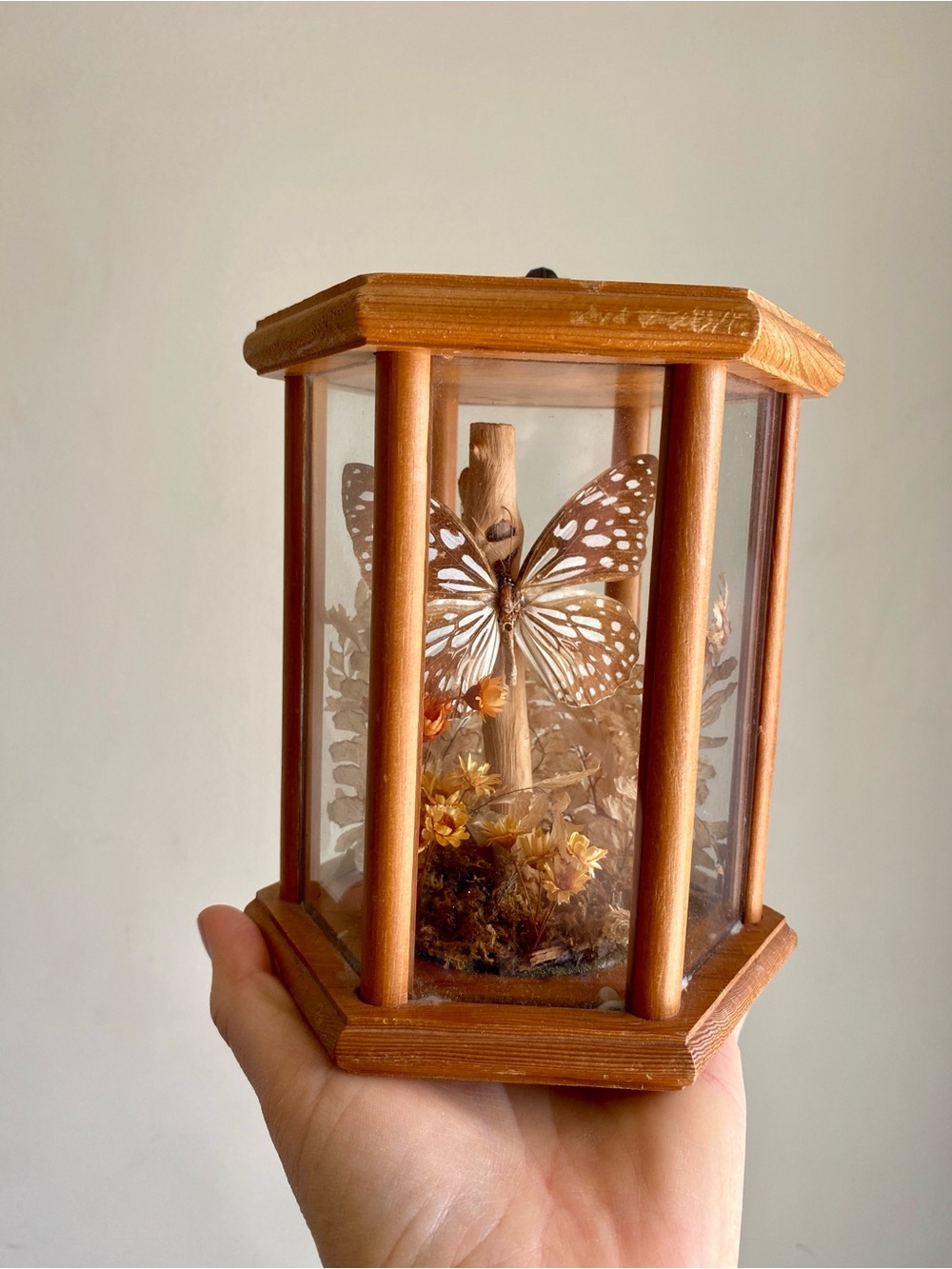 Vintage Mounted Taxidermy Butterfly in Wood Glass Hexagon Terrarium Display